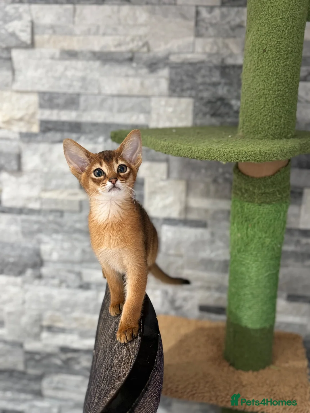 Abyssinian cats for sale: Last 2 boys ready to go!!! - Advert 2