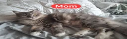 Mixed Breed cats for sale: 2 beautiful mix kittens 🤩Ready now  - Advert 4