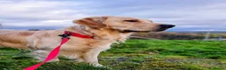 Golden Retriever dogs for stud: RKC Kensesqui Karamel Sutra - Advert 7