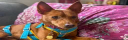 Mixed Breed dogs for adoption: Rusty - Podenco cross  in Waltham Cross - Advert 3