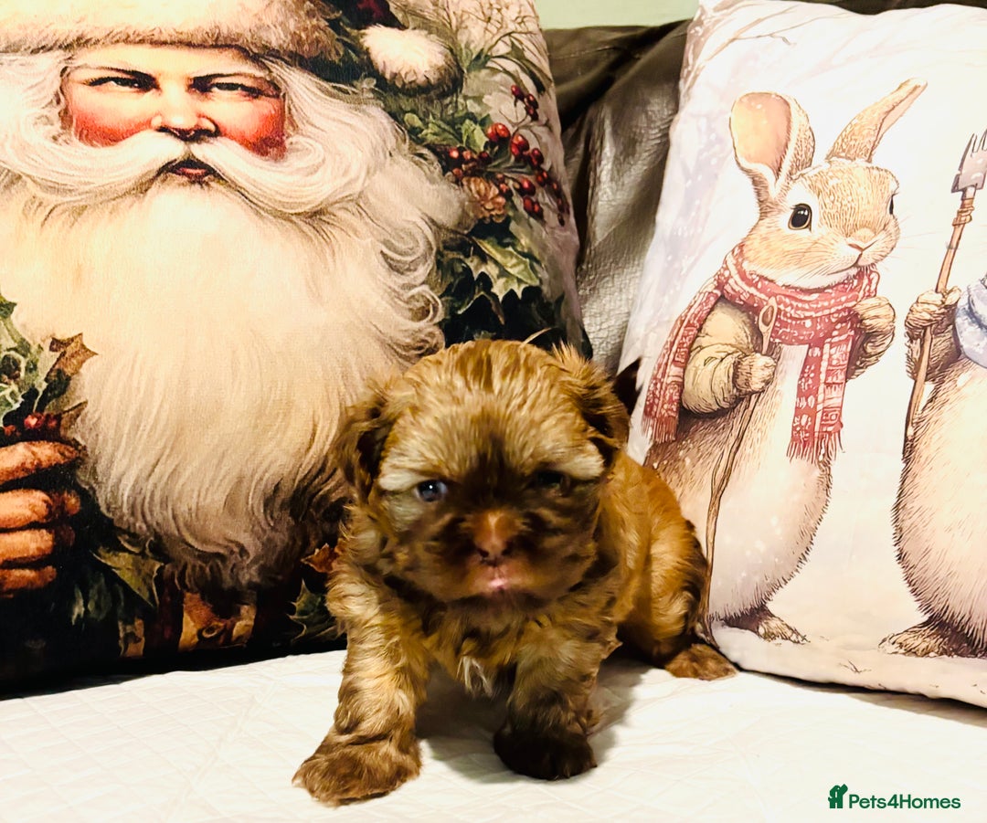 Shih Tzu dogs for sale: Kc reg adorable girls  - Advert 9