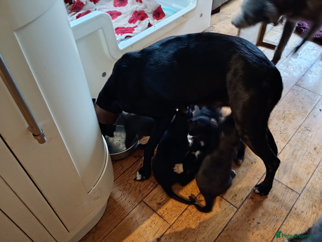 Lurcher dogs for sale: Lurcher puppies  - Image 7