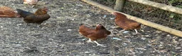 Chickens poultry for sale: Point of lay hens  - Advert 9