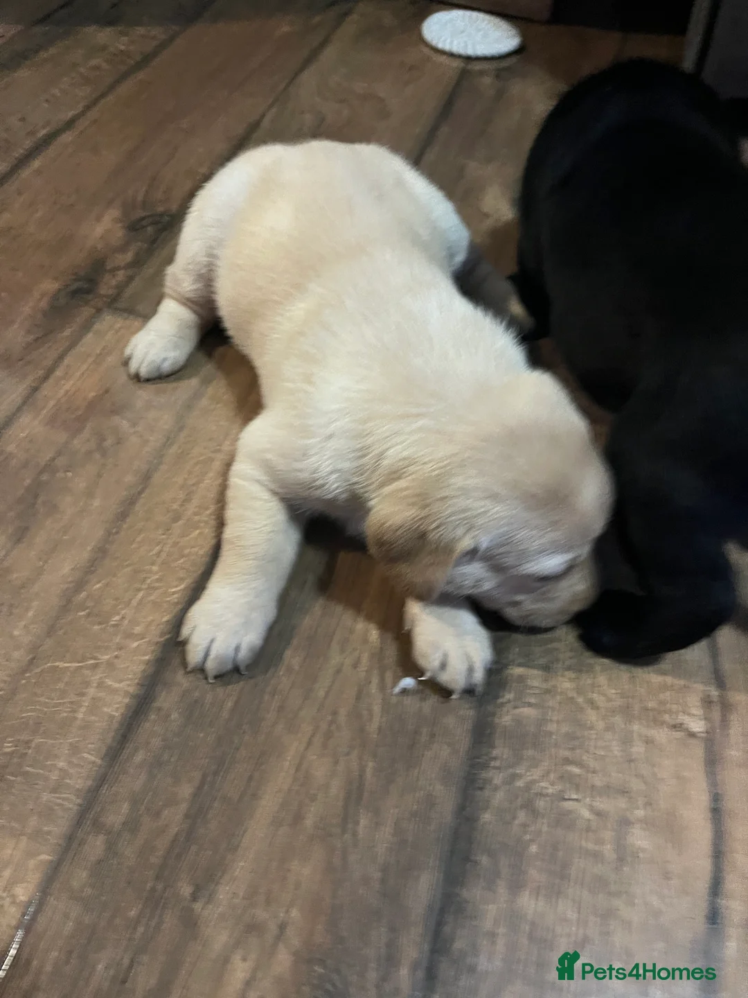 Labrador Retriever dogs for sale: Beautiful Labrador puppy’s  - Advert 15