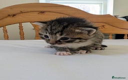 Mixed Breed cats for sale: Mixed Breed in Skipton - Image 8