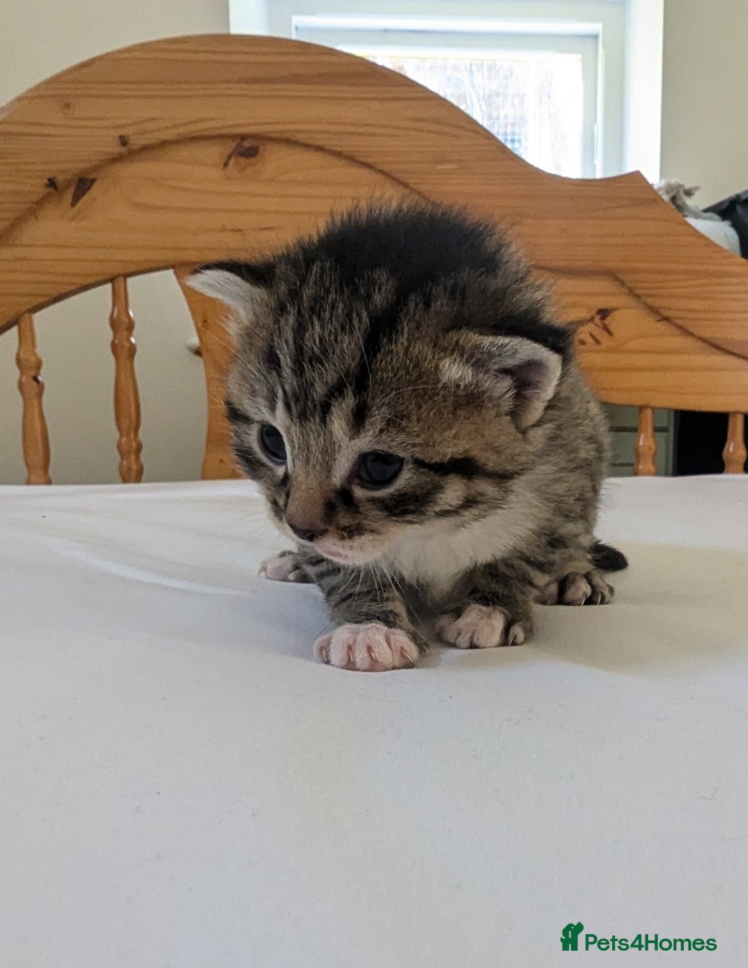 Mixed Breed cats for sale: Mixed Breed in Skipton - Image 8