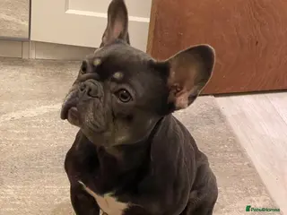 French Bulldog dogs French bulldog looking for new home - Advert 16
