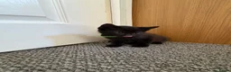 Mixed Breed cats for sale: 4Beautiful kittens looking for their forever home  - Advert 18