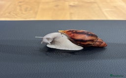 Snails invertebrates for sale: SILVER LEUCISTIC OVUMS TANK STARTER KIT IREDALEI  - Image 2