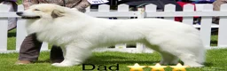 Pyrenean Mountain Dog dogs for sale: ONLY 1 Pyrenean Mountain Dog Puppies left 💙💛💙💛 - Advert 14