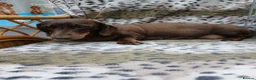 Miniature Dachshund dogs for sale: Miniature dachshund puppies  - Advert 12