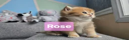 British Shorthair cats for sale: Pedigree golden British shorthair  - Advert 12