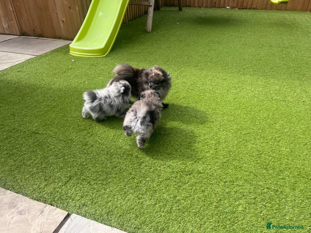 Pomeranian dogs for sale: 🐶Ready 🐶 Small teddy bear Pomeranians  - Image 2
