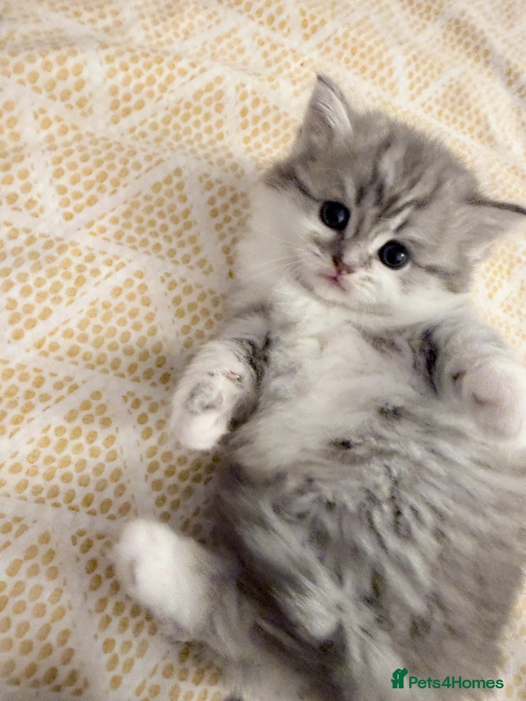 British Longhair cats for sale:  4 kitten Bsh & blh - Advert 8