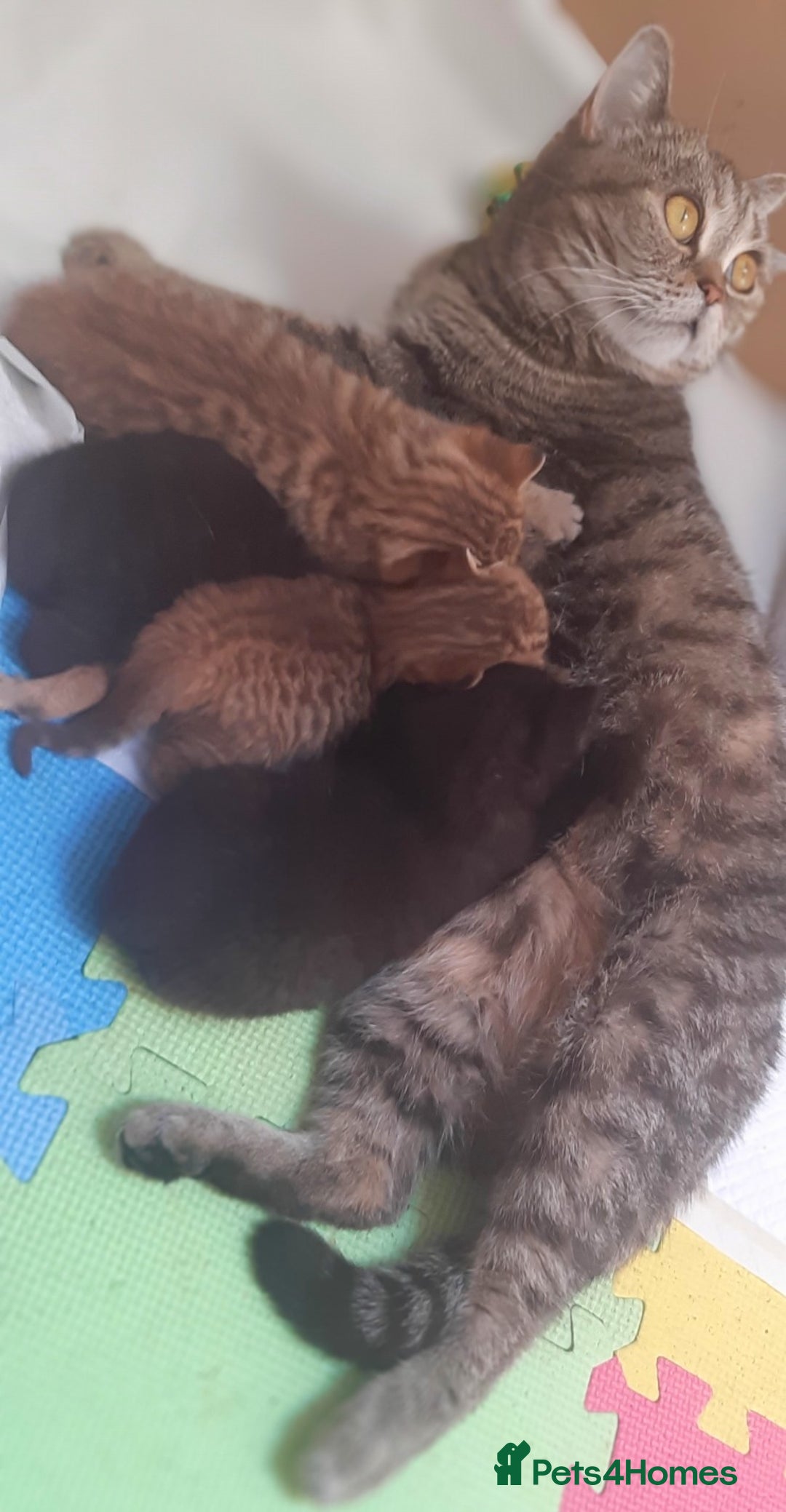 Mixed Breed cats for sale: British kittens 🐾 - Image 6