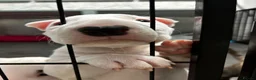 Bull Terrier dogs for sale: Standard Bull terrier pups - Advert 3