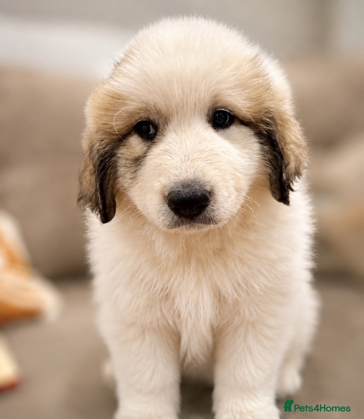 Pyrenean Mountain Dog dogs ONLY 1 Pyrenean Mountain Dog Puppies left 💙💛💙💛 - Advert 2