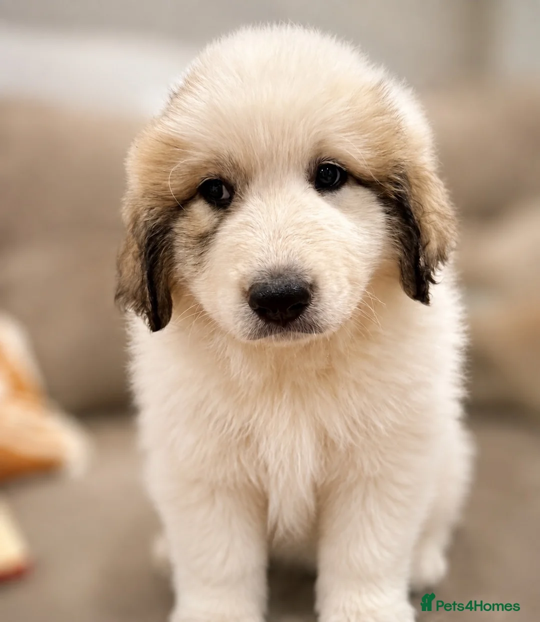 Pyrenean Mountain Dog dogs for sale: ONLY 1 Pyrenean Mountain Dog Puppies left 💙💛💙💛 - Advert 1