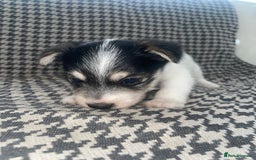 Jack Russell dogs for sale: Jack Russell girl puppy - Image 3