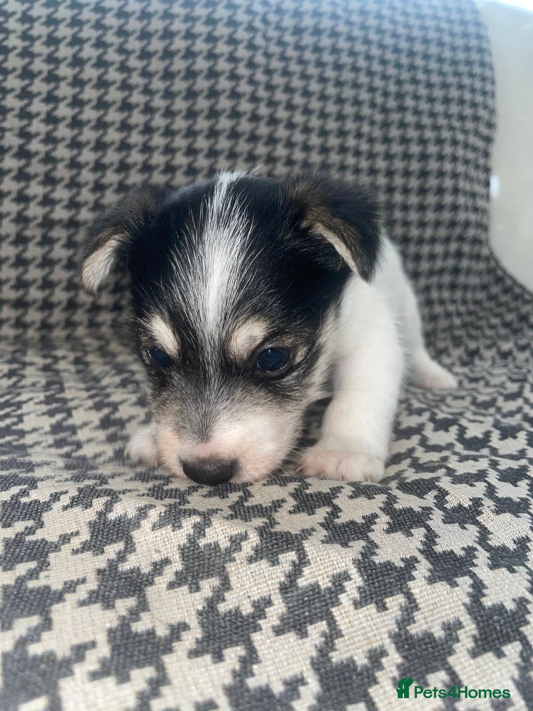 Jack Russell dogs for sale: Jack Russell girl puppy - Image 3