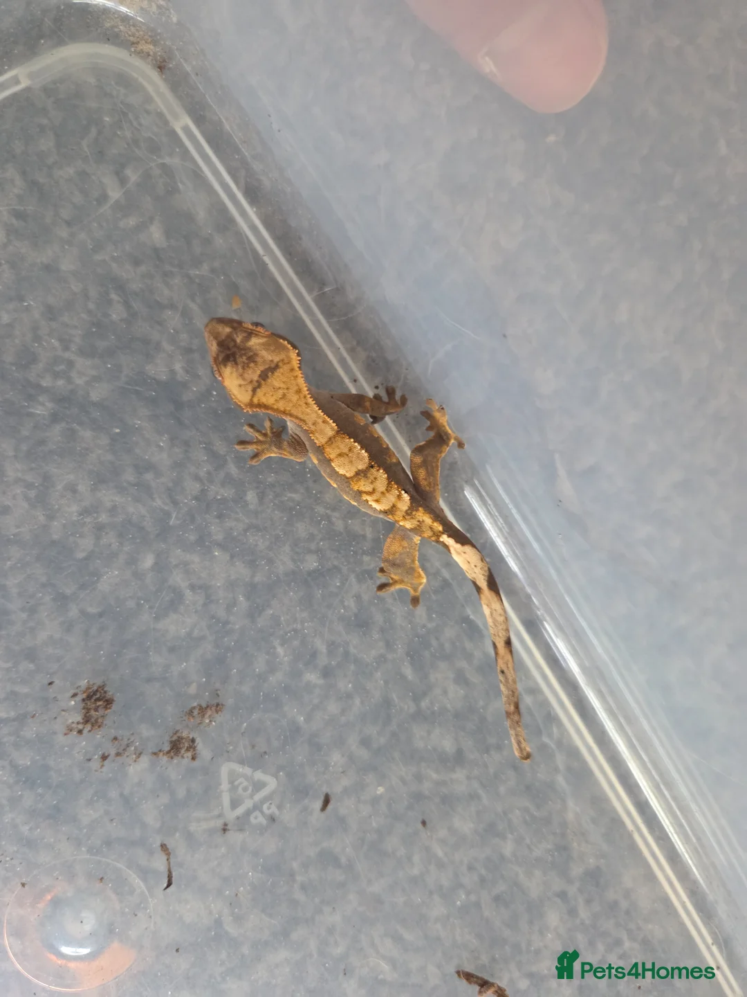 Gecko reptiles for sale: 2 crested babies for sale. - Advert 12