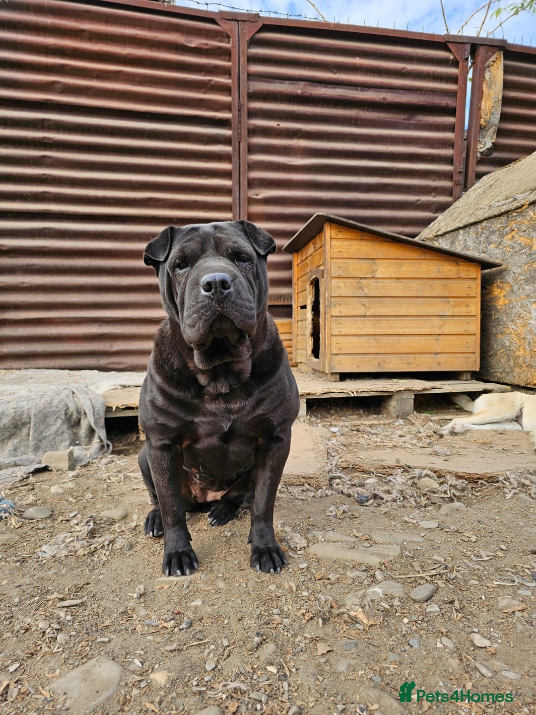 Shar Pei dogs for adoption: LIPA - a Superb, limping Girl, for a Loving Home - Image 9