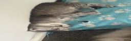 Perdoll cats for sale: Last little boy - Advert 4