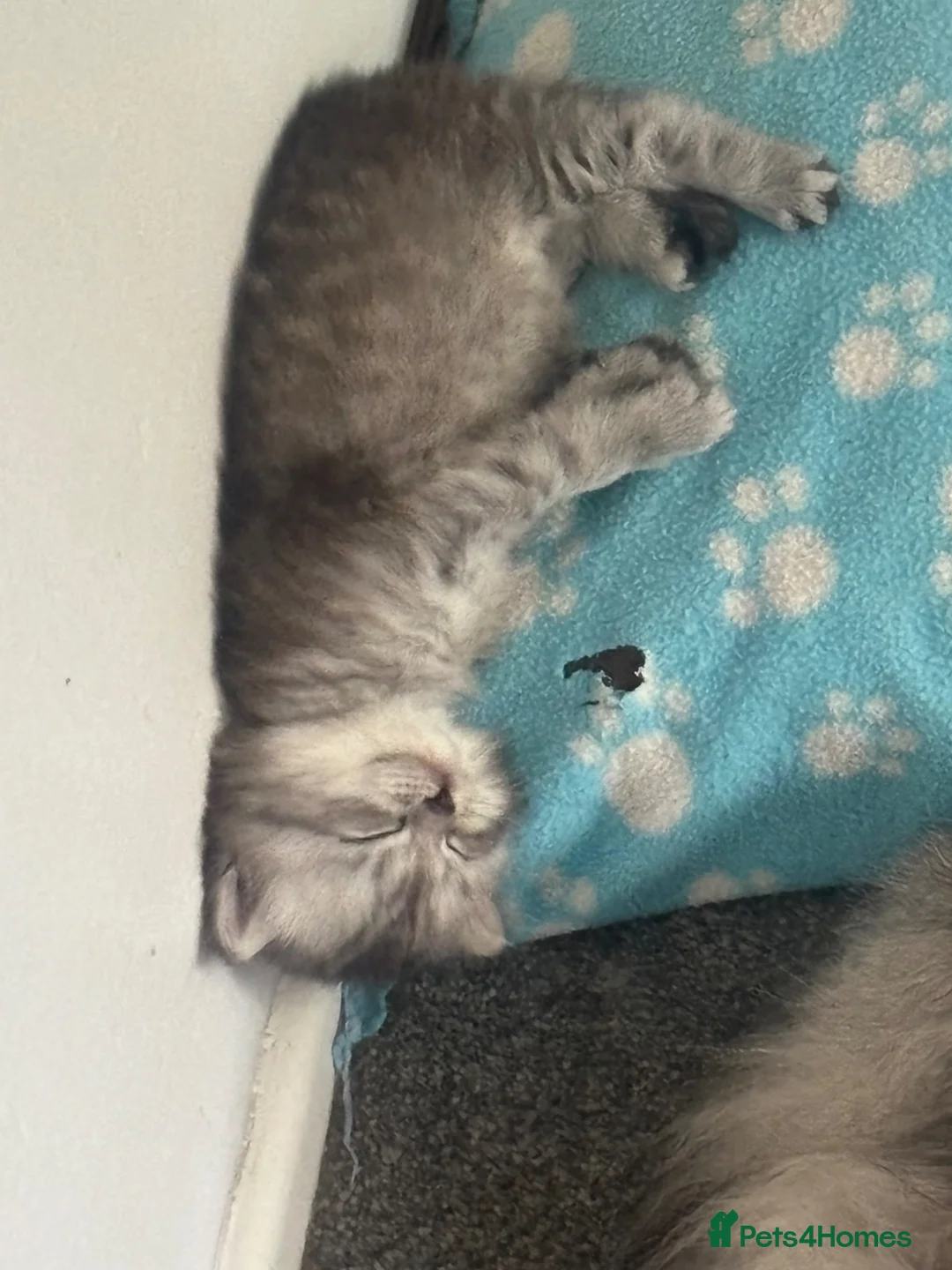 Perdoll cats for sale: Last little boy - Advert 4