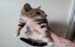 Mixed Breed cats for sale: Half bengal male cat - Image 5