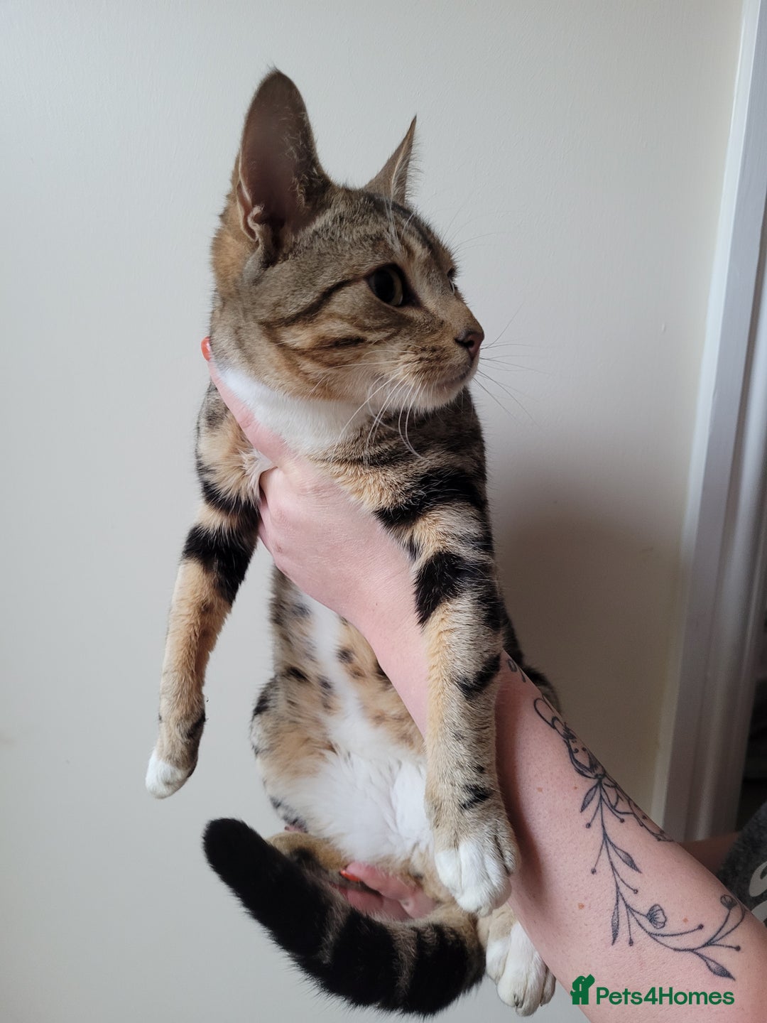 Mixed Breed cats for sale: Half bengal male cat - Image 5