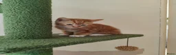 Mixed Breed cats for sale: Ready for their forever home  - Advert 7