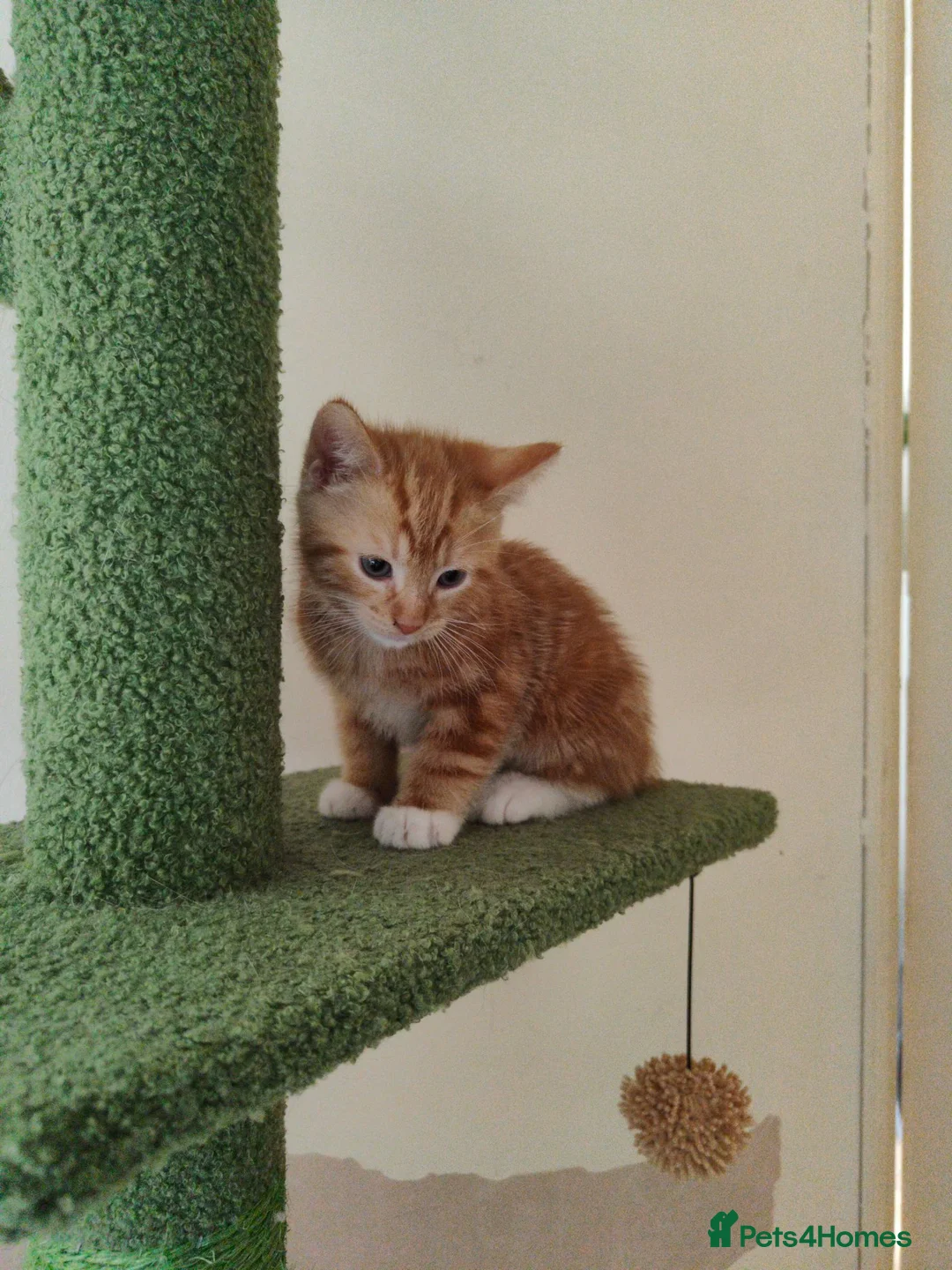 Mixed Breed cats for sale: Ready for their forever home  - Advert 7