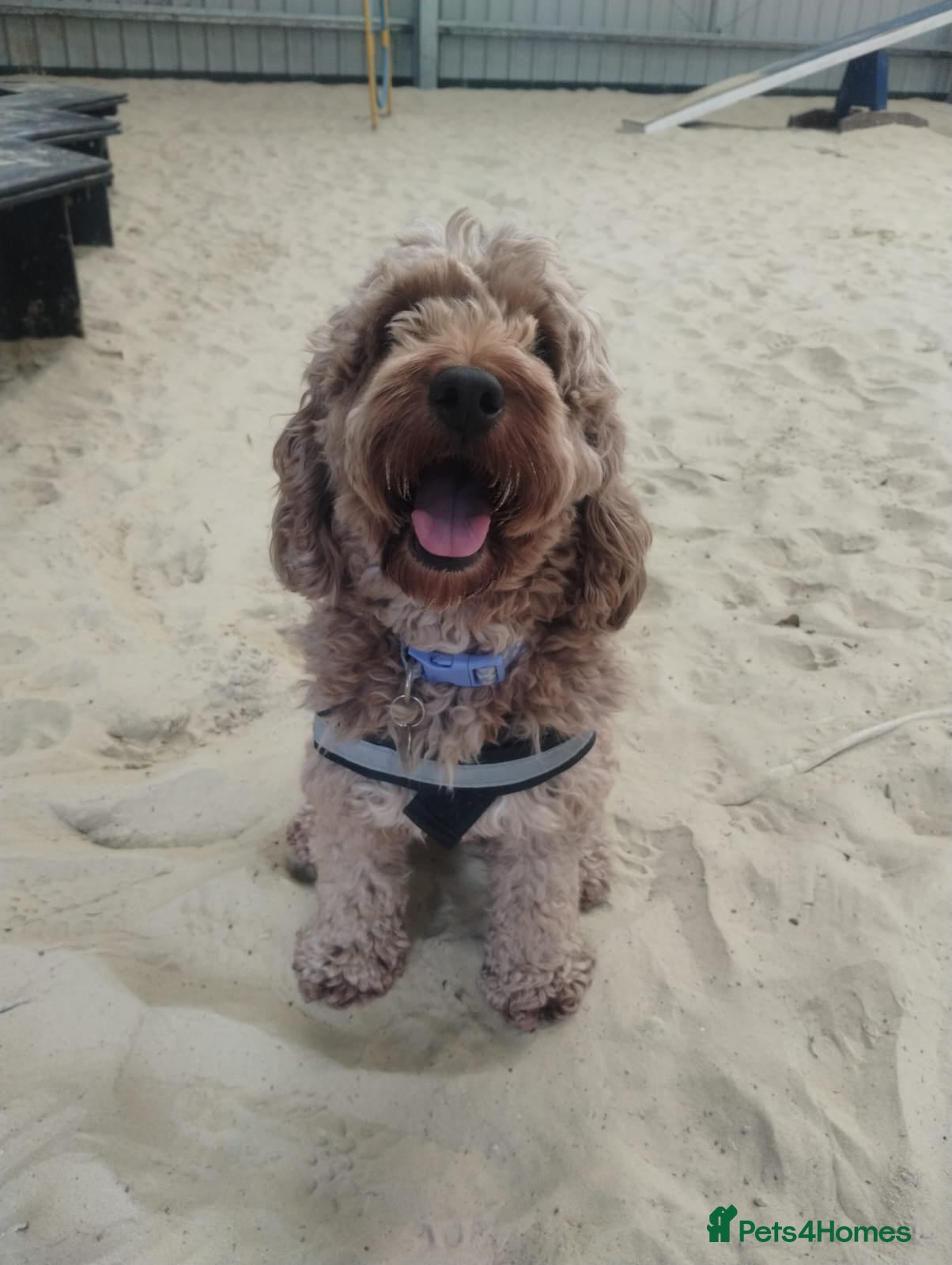 Cocker Spaniel dogs Bella - Advert 1