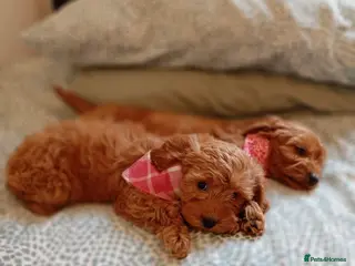 Cockapoo dogs Family-Raised Miniature Cockapoos available now - Advert 6