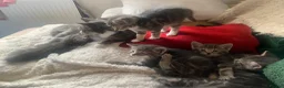 Mixed Breed cats for sale: For Sale 7 Gorgeous Kittens in Tranent - Advert 16