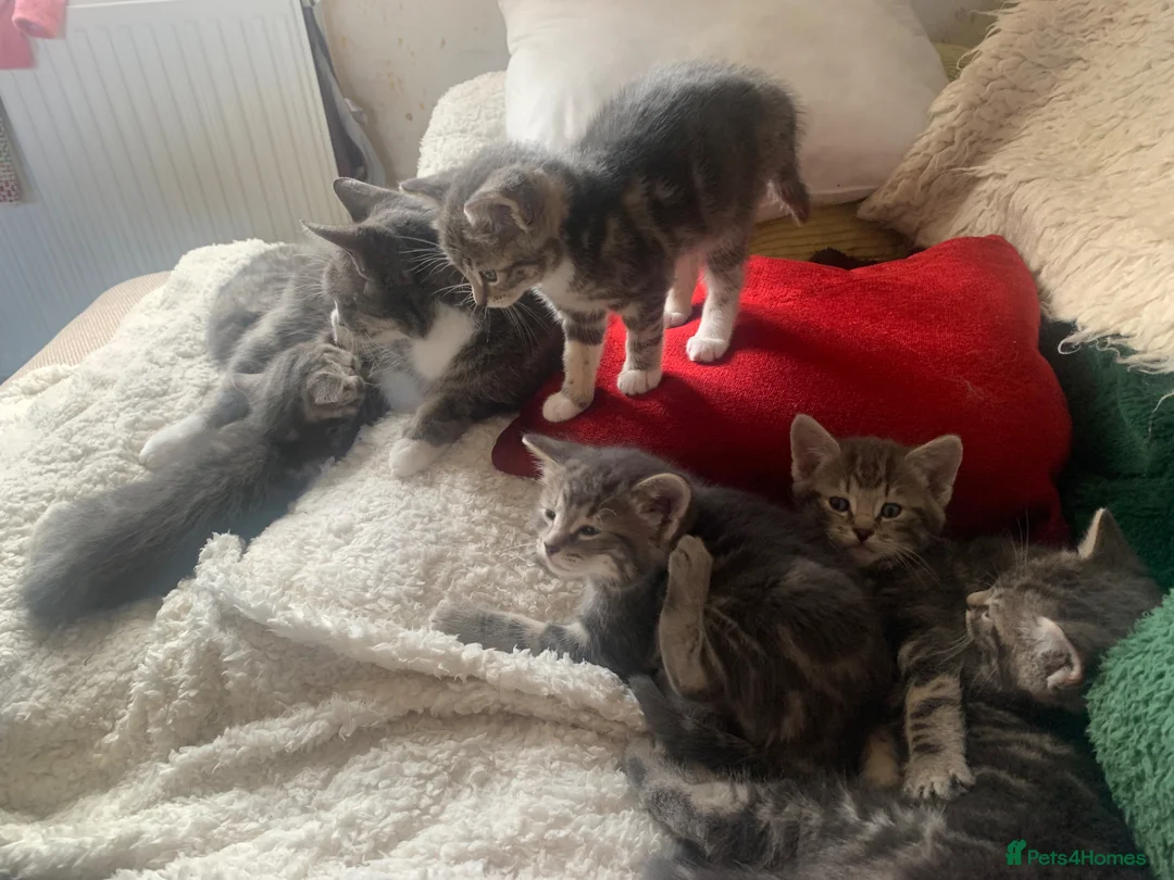 Mixed Breed cats for sale: For Sale 7 Gorgeous Kittens in Tranent - Advert 16