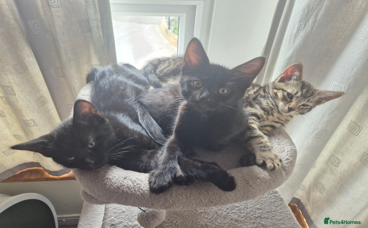 Mixed Breed cats - Advert 1