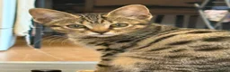 Mixed Breed cats for sale: READY NOW SIX STUNNING KITTENS  - Advert 12