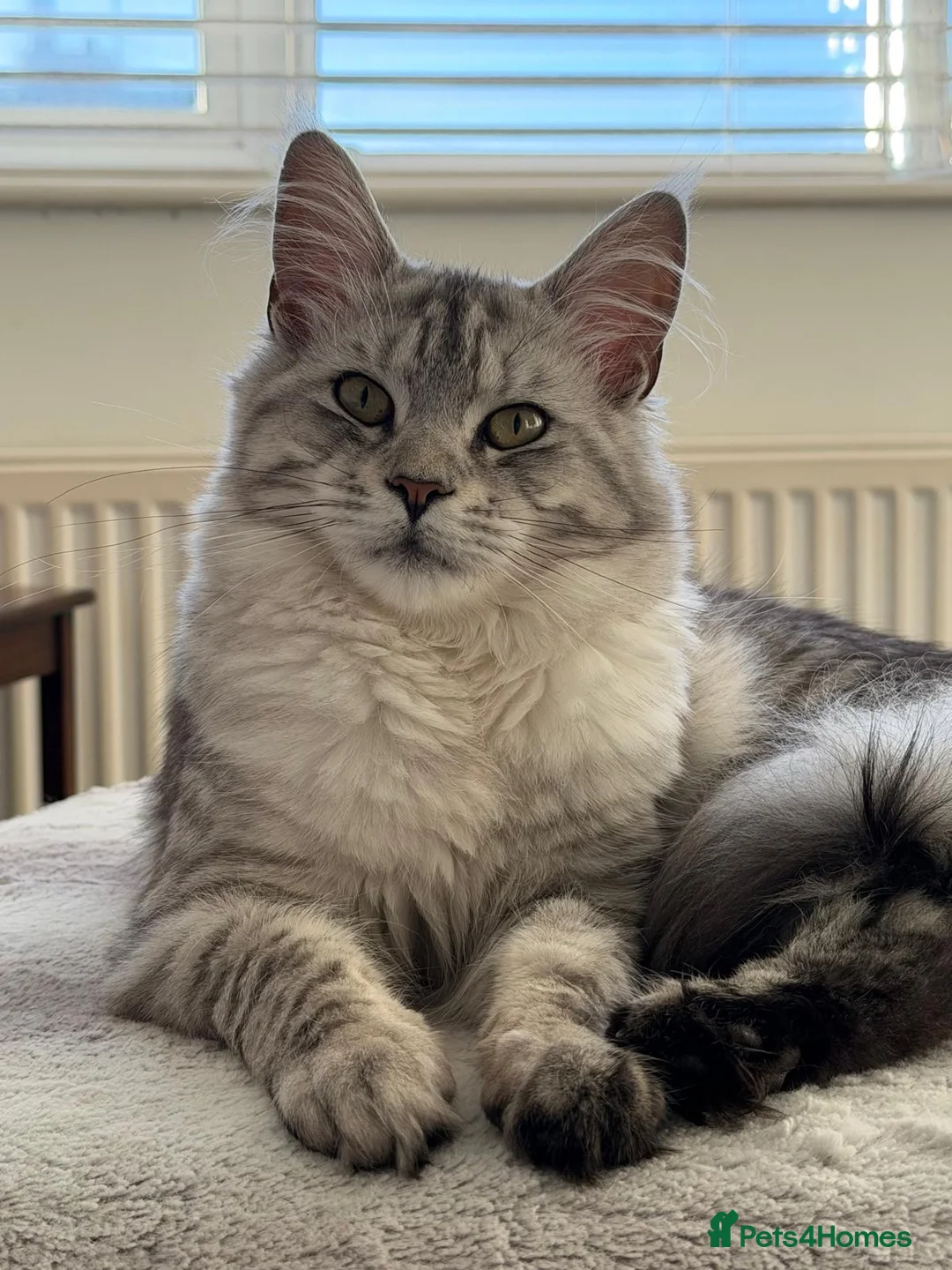 Maine Coon cats for sale: Exceptional Active Tica Black Silver  - Advert 2