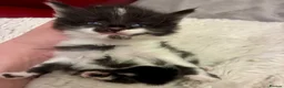 Turkish Angora cats for sale: Turkish angora kitten  - Advert 17