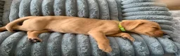 Labrador Retriever dogs for sale: Adorable KC Labrador puppies 🐾 - Advert 17