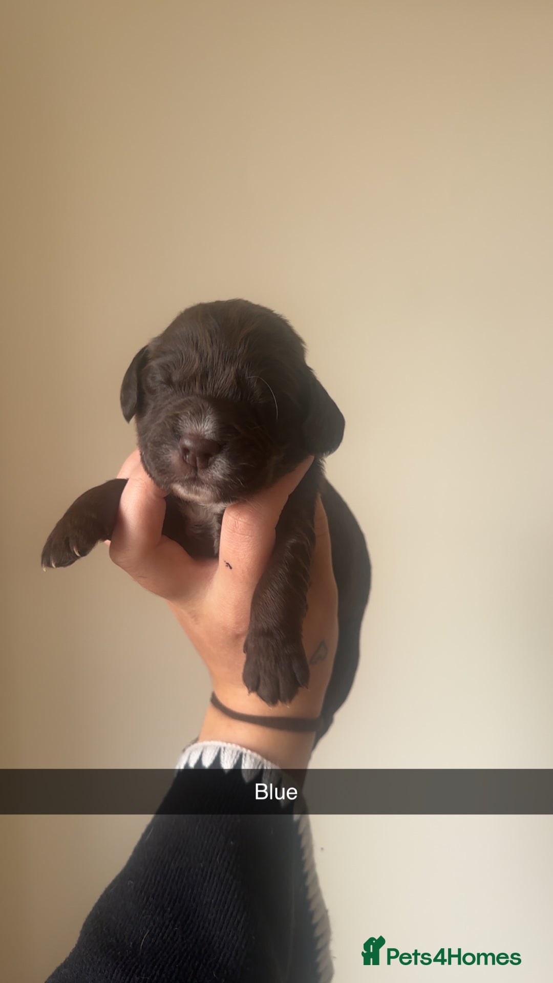 Cocker Spaniel dogs for sale: English Cocker spaniel puppies  - Image 8