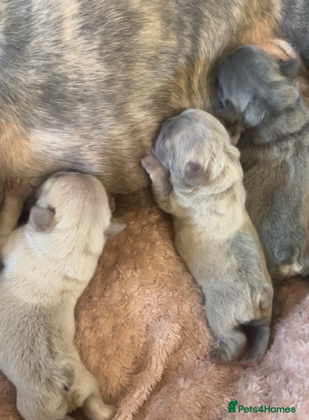 French Bulldog dogs for stud: Milo our fluffy frenchie🤎🖤 - Advert 5