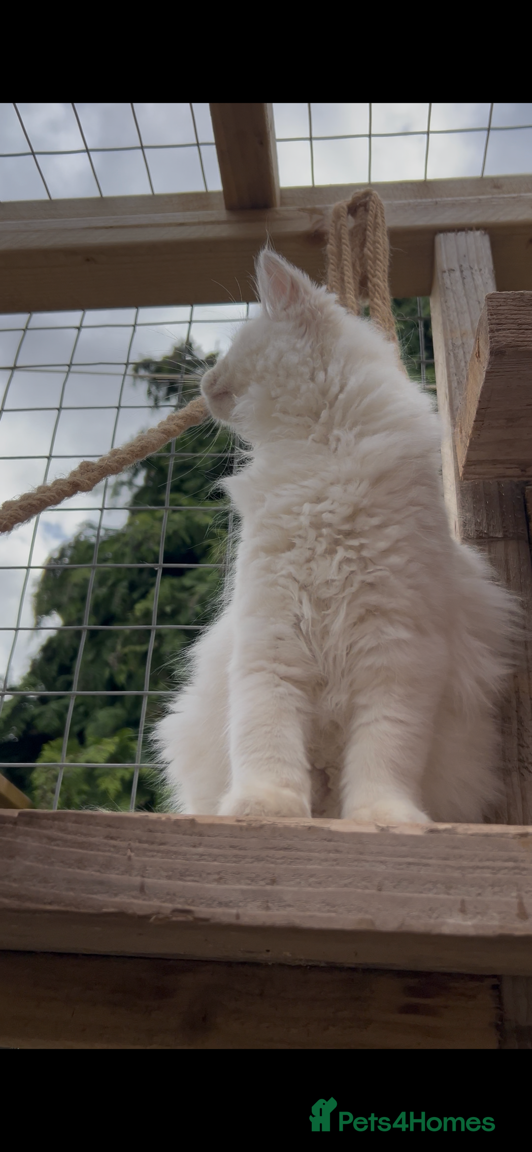 Ragdoll cats for sale: Cherubim Ragdoll Lilac Tabby male kitten - Image 5