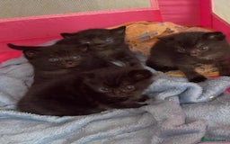 Bombay cats for sale: 3 black kittens - Advert 2