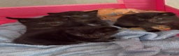 Bombay cats for sale: 3 black kittens - Advert 2