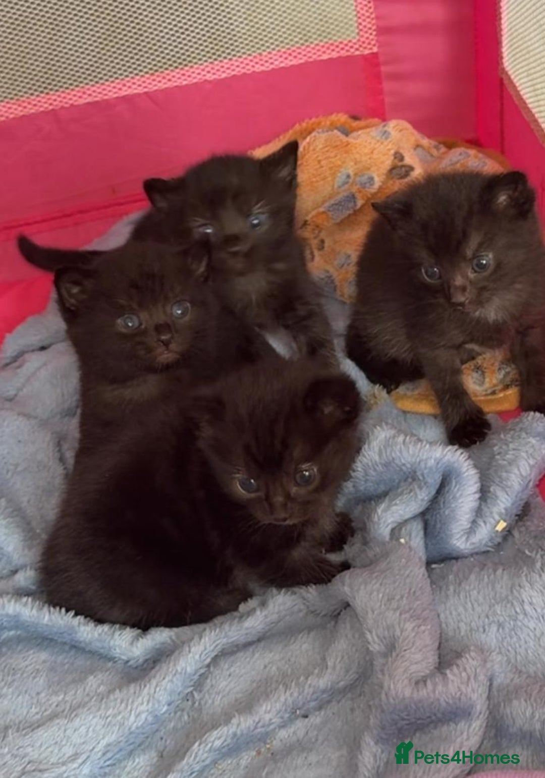 Bombay cats for sale: 3 black kittens - Advert 2