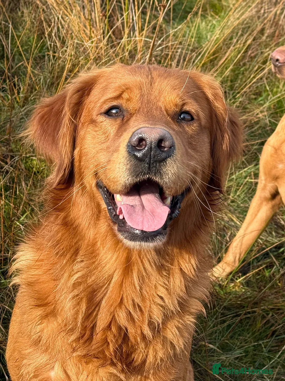 Golden Retriever dogs for sale: Low inbreeding coefficient puppies due soon  - Advert 22