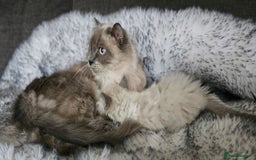 Ragdoll cats for sale: 4 Ragdoll Boys  - Image 2