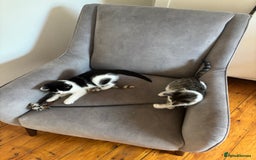 Mixed Breed cats for sale: Kitten MaineCoon cross 10 weeks 1 boy left 🥰🥰🥰 - Image 7